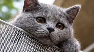 Кот был домашним, но оказался на улице избитым. Девушка узнала правду и ужаснулась жестокостью людей