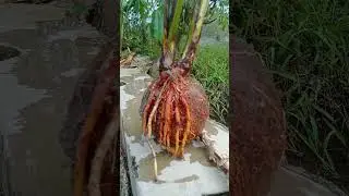 🔴 VIRAL ‼️ KELAPA BERCABANG DUA #kelapakembar #kelapatanamanhias #viralvideo #shorts #news