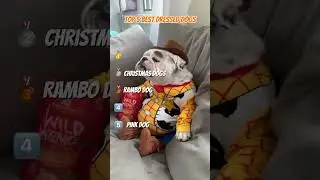 Best Dressed Dogs Serving Looks 👗🐾😂