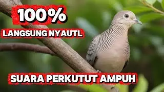 Perkutut Lokal Asli Jawa – Suara Emas Paling Dicari Kolektor || pancingan perkutut agar bunyi
