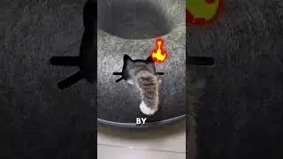 Не связывайтесь с котами, живущими в шинах🐱❗