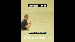 🔴 Stretch Reflex
