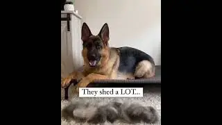 Things to know before buying a german shepherd dog