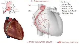 ANATOMIE DU CŒUR - 2è partie : Artères coronaires