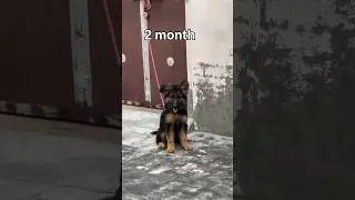 German shepherd  2 month to 1 year transformation🐶 #shorts #ytshorts #dog #like #subscribe