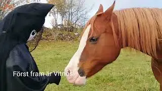 K&auml;nner du till M&ouml;rksuggan?