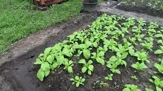 TIME TO ACT FAST!!! Black Peruvian corn and Greens getting eaten by WORMS and BUGS!