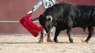 The Truth Behind Bulls and Color Blindness Debunking a Common Myth