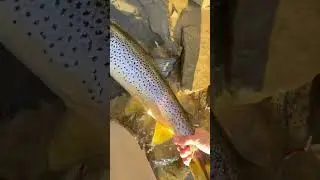 My pb a wild 32 inch pa brown from the Allegheny river #troutfishing #fishing #outdoors #fish