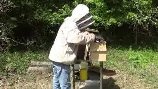Mr  Ed and the Pontchatula bees