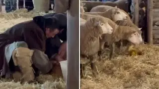 La pecora partorisce un agnellino durante la rappresentazione della Natività nel presepe vivente ...