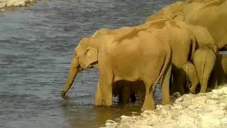 Elephant  group ram gannga River crossing Jim Corbett national park
