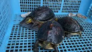 チュウゴクセマルハコガメ（Cuora flavomarginata）