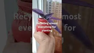 #pretty #plants #recycling #gardening #gardeningvideo #happinessgarden #gardener #healingwithnature