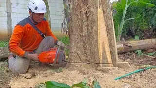 Amazing Skills ‼️felling Teak trees for Joglo Javanese Houses