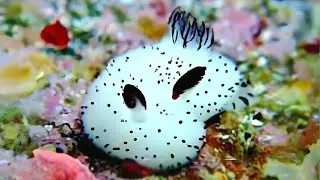 Морской кролик 🌊 Самое очаровательное существо океана!