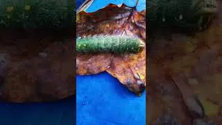 Beautiful #imperialmoth #caterpillar
