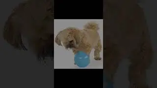 Engaging YouTube Content for Outward Hound Toy