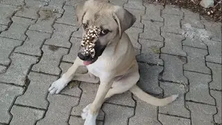 Removing Monster Mango worms From Helpless Dog! Animal Rescue Video #2025  #2 #dog #dogrescue #100