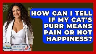How Can I Tell If My Cat's Purr Means Pain Or Not Happiness? - Ask A Pet Vet