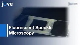 Live Cell Imaging: F-actin Dynamics Via Fluorescent Speckle Microscopy (FSM) l Protocol Preview