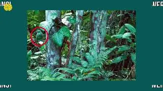 Find The Hidden Bird Puzzles