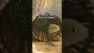 This Woven Bamboo Trap Caught a Fish&hellip; WITHOUT BAIT! (Real Footage)