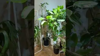 A Houseplant Store in Kyoto