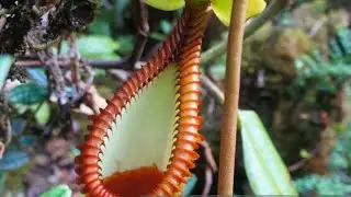 Pitcher Plant & Cobra Lily | Fascinating Carnivorous Plants Explained 🌱🪰 @dakshith-scisparkz 