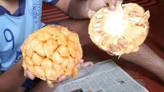 Rarest of the rare, Red Rudraxi Jackfruit at Ankurfarm, Only surviving tree in the entire world??