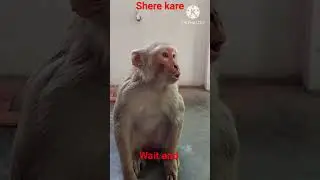 chota a bana a #surajroxfunnyvibeo #auraiya #comedyshorts