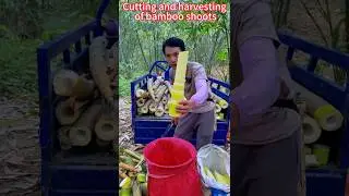 Quick Bamboo Shoots Picking, Fresh Tender and Crunchy&emsp;沉浸式竹筍快速採收輕鬆省力，鮮嫩脆甜入口爽口，切割過程超解壓