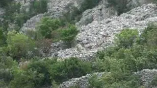 Muflon ram hunting in Croatia