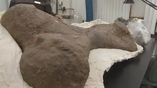 Saskatchewan Royal Sask. Museum celebrating 'exciting' fossil finds after summer excavations