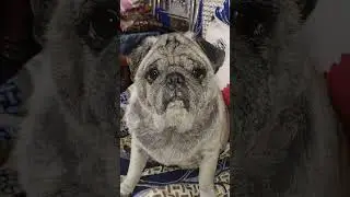 Tag your dog lover❣️🤞#sorts #cute #animals #pug