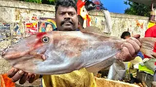 KASIMEDU 🔥 SPEED SELVAM | HUGE LEATHER JACKET FISH CUTTING VIDEO | 4K VIDEO | KM FISH CUTTING 