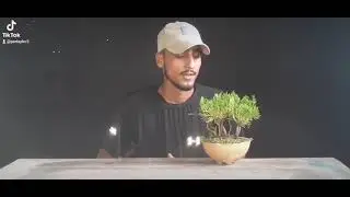 Juniper seed growing bonsai forest
