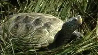 109 - Turtle Tales