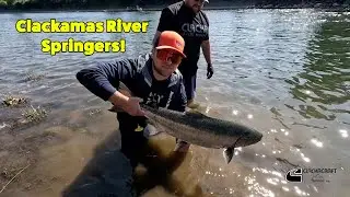 Clackamas River Spring Chinook