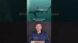 Beware of the Thresher Shark Tail