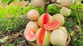 Red king Guava plant available #guavaplant #farming 