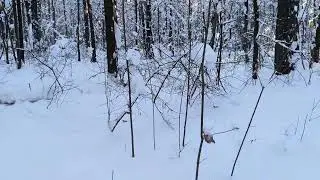 Winter Forest Walk with Crunching Snow | Real Nature Sounds, No Music