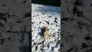 Ashley the Corgi makes Boston snow angels.