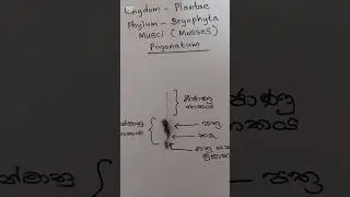 The hidden world of pogonatum|Musci/Mosses🧿#biology#alevelbiology#scienceeducation#biodiversity#bio