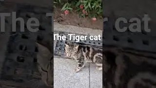 тигровая кошка на улице