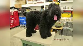 Wriley  Black Russian Terrier male. Midnight Solo BRT kennel. Video album