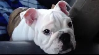 Rescue Poor Bulldog Has Spinal And Tendon Issues But So Adorable And Active