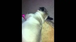 The Adventures of Sophie & Gucci - Pug Nightmares