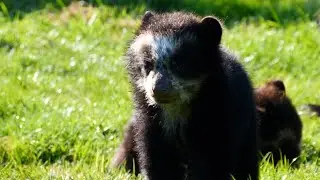🐻 Happy 1st birthday to our cubs! 🐻