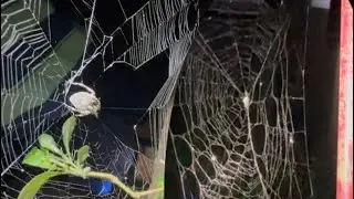Nasa barbed wire lang pala mga gagamba samon pa
